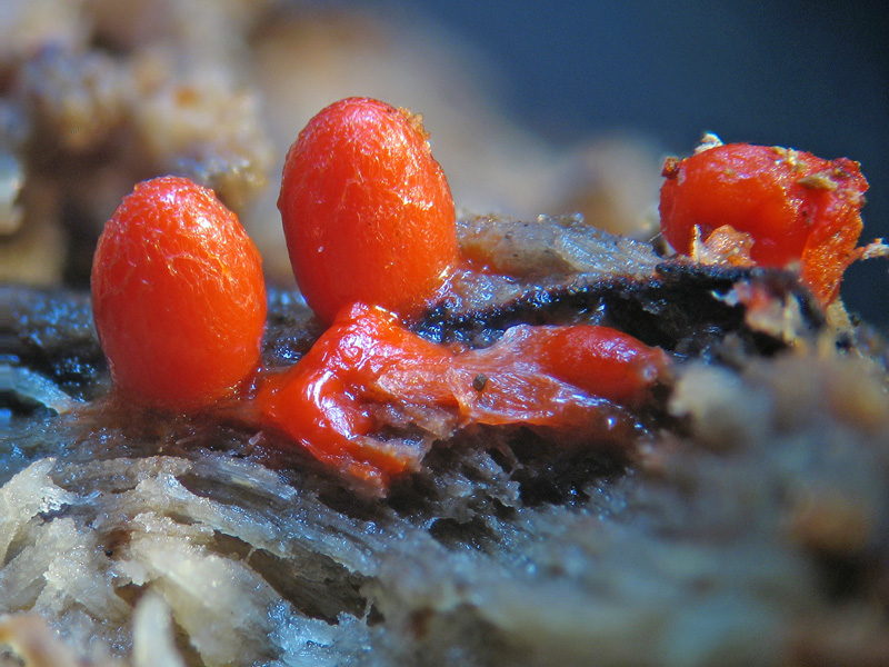 Ovetti... - Lycogala conicum